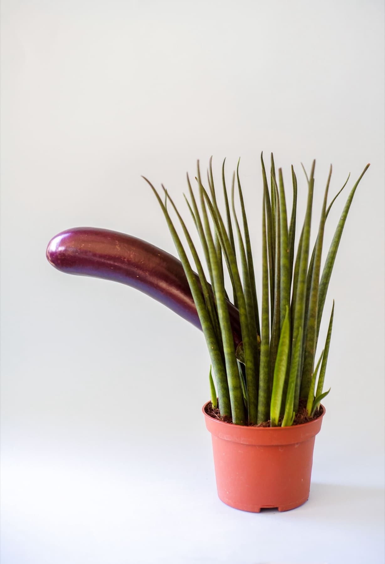 An aubergine drooping sideways out of a potted snake plant